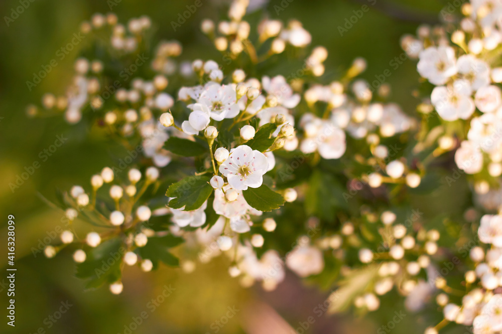 Spring white flowers. Crataegus on a sunny day. Beauty of nature. Spring, youth, growth concept. Spring white flowers. Crataegus on a sunny day. Beauty of nature. Spring, youth, growth concept.