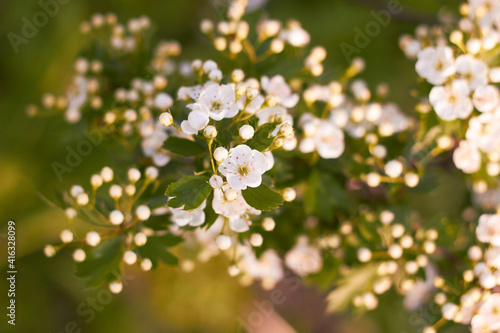 Spring white flowers. Crataegus on a sunny day. Beauty of nature. Spring, youth, growth concept.