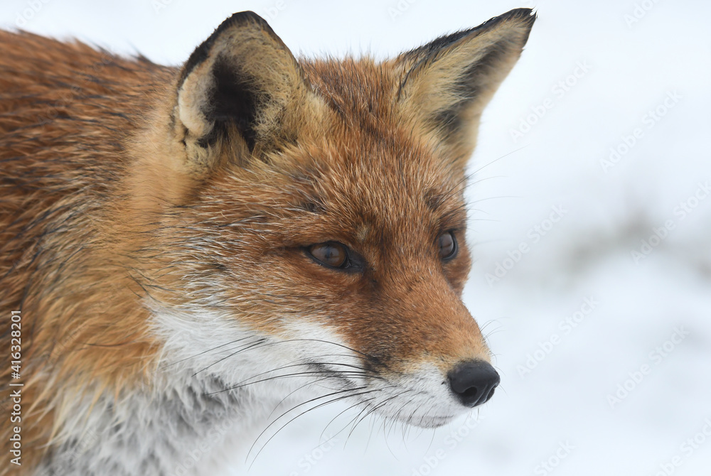 Fototapeta premium Red fox in the snowy world. Photographed in the dunes of the Netherlands.