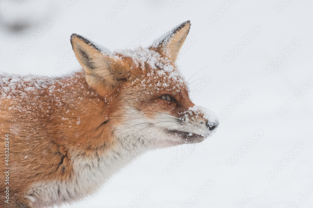 Fototapeta premium Red fox in the snowy world with freshly fallen snow. Photographed in the dunes of the Netherlands.