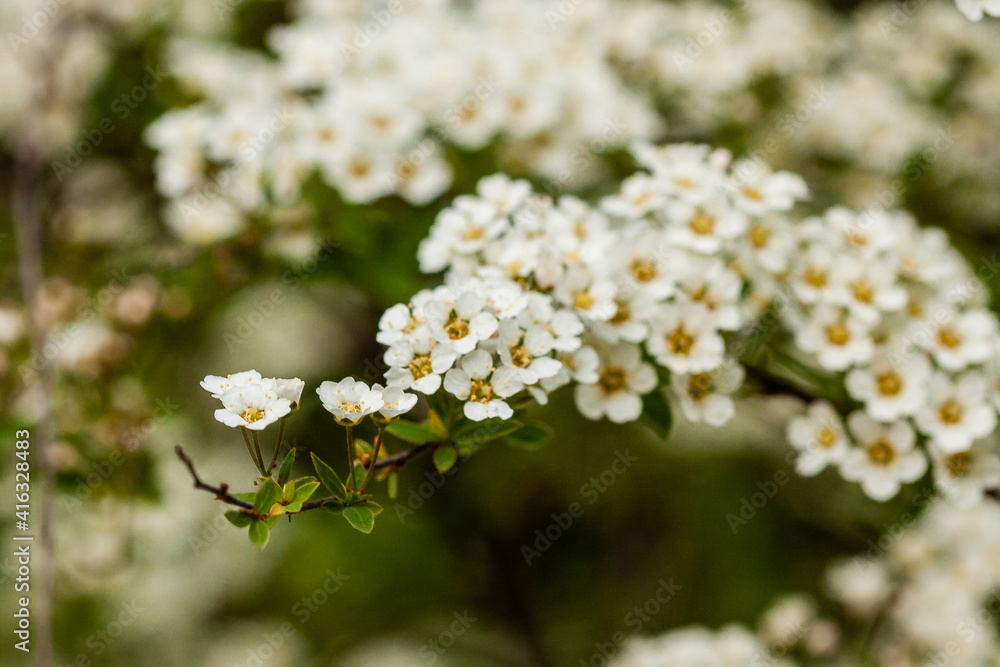 Macro bush of small white flowers on a branch Macro bush of small white flowers on a branch