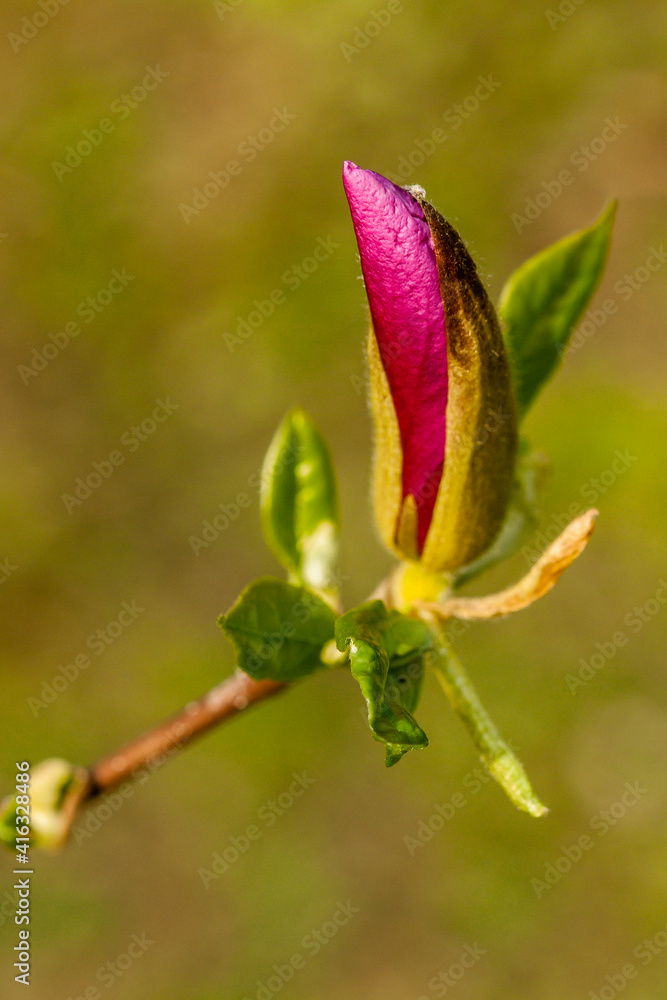 Macro Magnolia bud covered with drops Macro Magnolia bud covered with drops