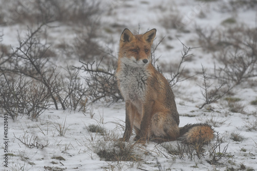 Red fox in the snowy world.  Photographed in the dunes of the Netherlands.