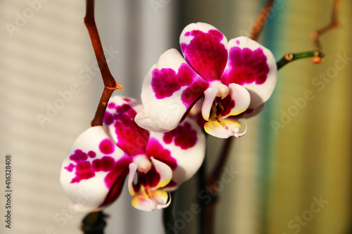 Bright Summer Fantom Polka Dots Beautiful Orchid Flower photo
