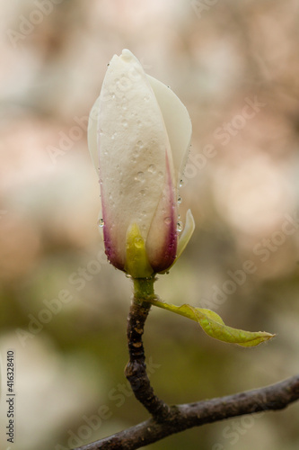 Macro blooming magnolia on a close-up branch