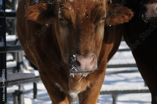 Cow on farm in winter snow, sleepy eyes.