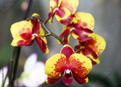 Phalaenopsis yellow grade Ellov Spotty Beautiful Orchid Flower