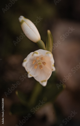 Macroaufnahme von Frühlingsknotenblume die zum blühen beginnt im Wald.