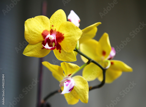 Phalaenopsis yellow grade Ellows Ribbon Beautiful Orchid Flower