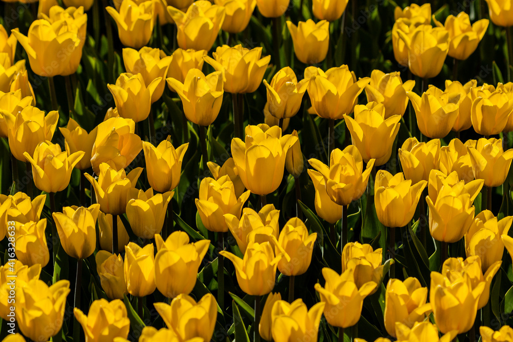 Macro of yellow tulips on a background of green grass Macro of yellow tulips on a background of green grass