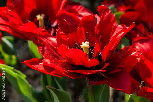 Fototapeta Naklejka Na Ścianę i Meble -  Macro of red tulips on a background of green grass
