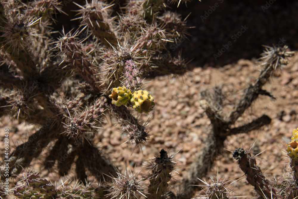 Yellow bloom on spiny cactus Yellow bloom on spiny cactus