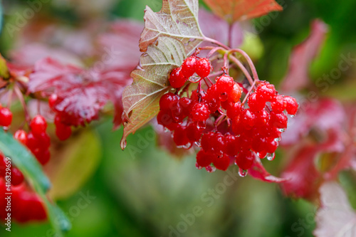 Rote Schneeballbeeren nach Regen photo