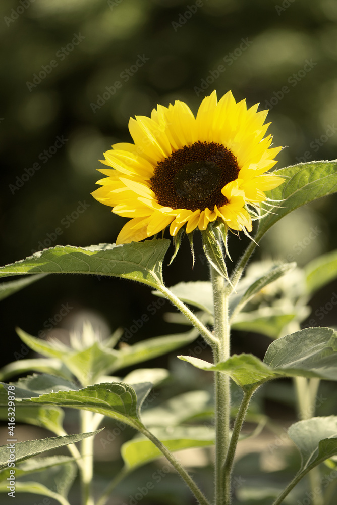Close-up shot of the blooming yellow sunflower (Helianthus annus), summer flower Close-up shot of the blooming yellow sunflower (Helianthus annus), summer flower