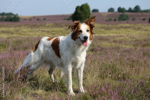 Border Collie Mix Leila steht in der Blühenden Heide und wacht über den Weg.