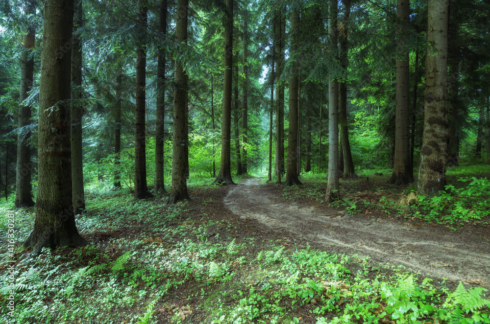 Obraz premium path in the forest