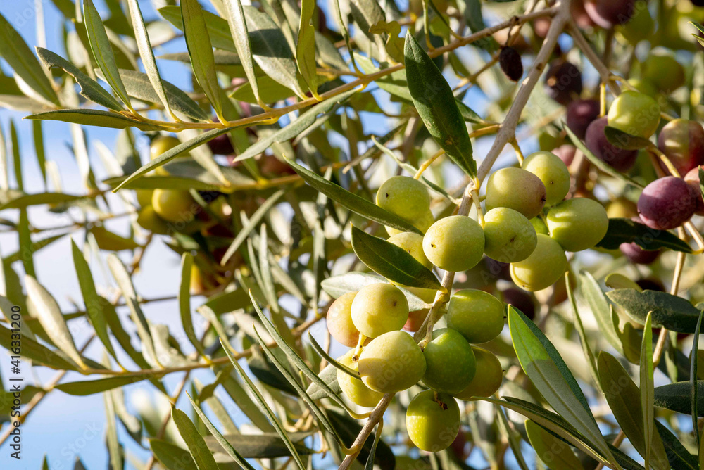 Olives in olive tree, matured for the preparation of the oil