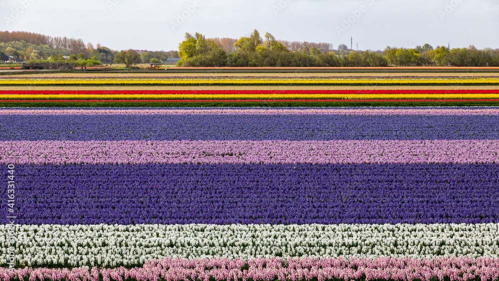 Farbenexplosion in den Niederlanden