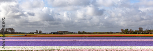 Farbenexplosion in den Niederlanden