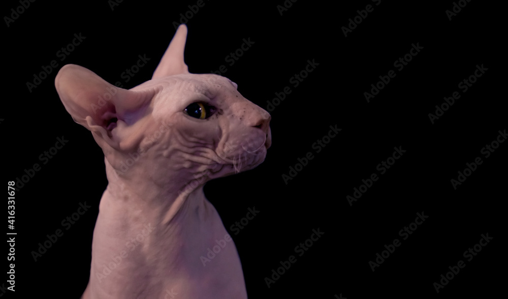 Portrait of a sphinx cat with beautiful yellow eyes on a black background. Free space. Close-up.