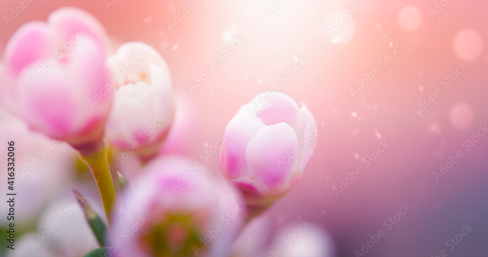 background macro flowers in sunbeams. soft focus background macro flowers in sunbeams. soft focus