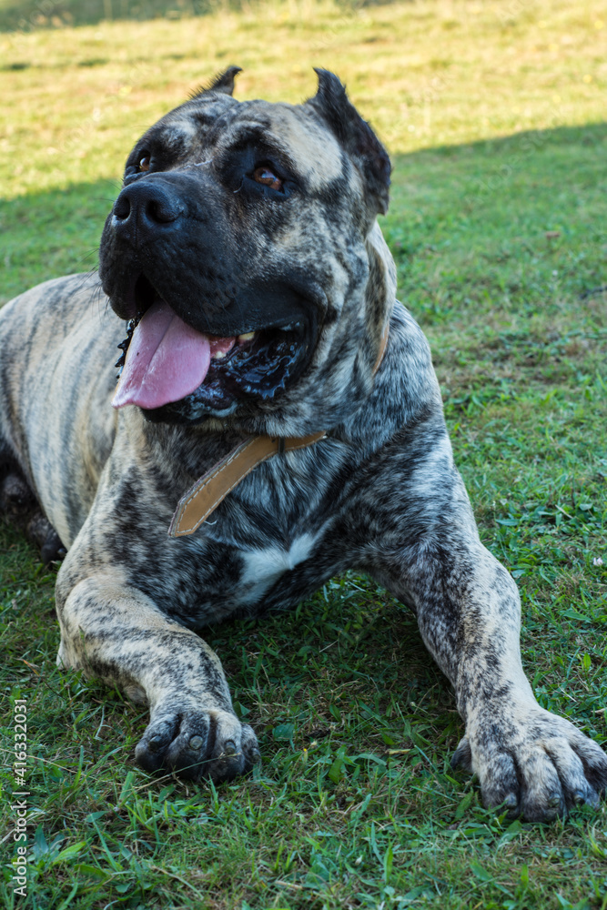 Dogo Canario in beautiful park outside