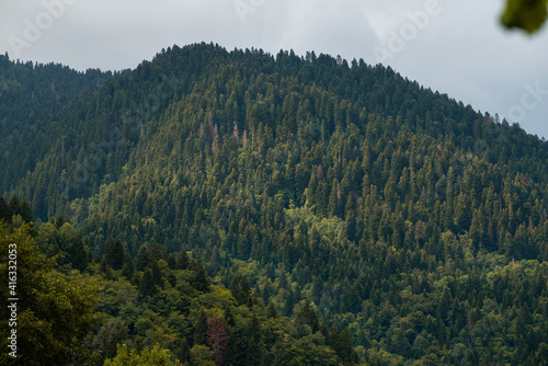 Mountain forest in summer