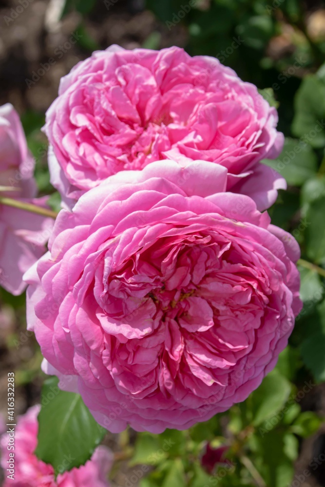 pink roses a symbol of gratitude grace and joy pink roses a symbol of gratitude grace and joy