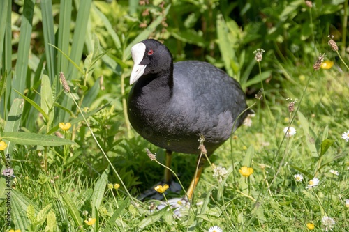 coot an aquatic bird of the rail family, with blackish plumage, lobed feet, and a bill that extends back on to the forehead as a horny shield