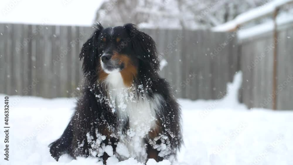 portrait of a minature Australian Shepherd dog in light snowfall portrait of a minature Australian Shepherd dog in light snowfall