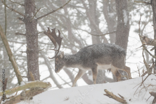 Fallow deer in the snowy world with freshly fallen snow. Photographed in the dunes of the Netherlands.