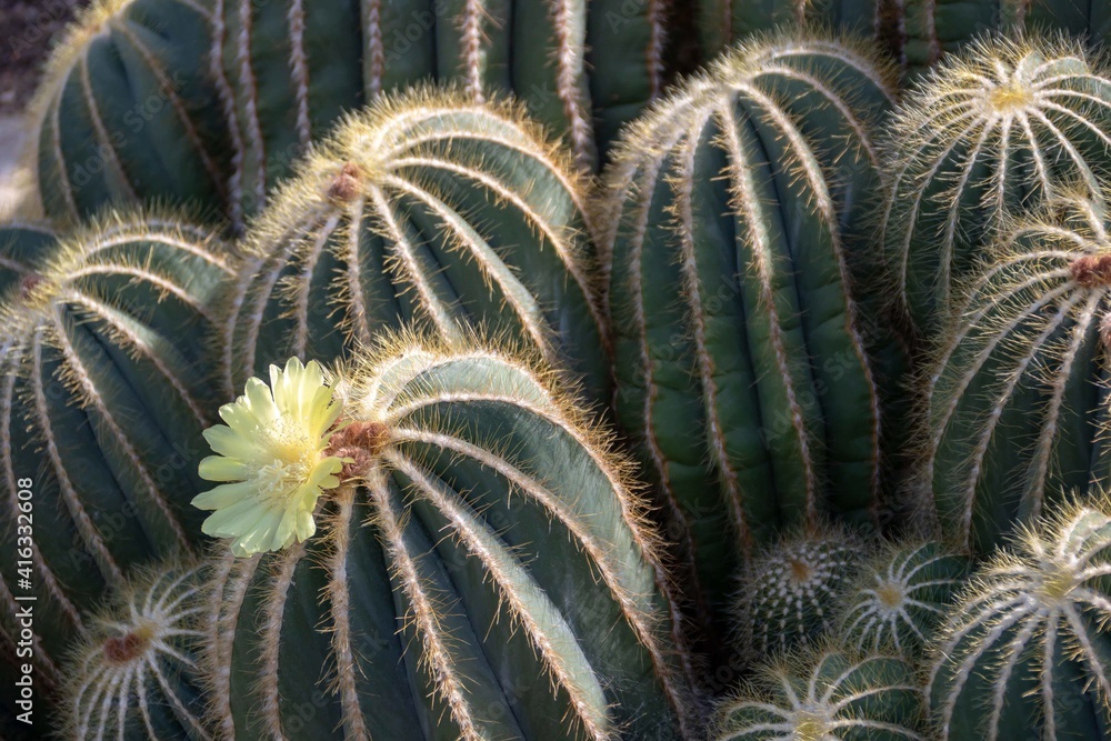 cactus with bright yellow flower cactus with bright yellow flower