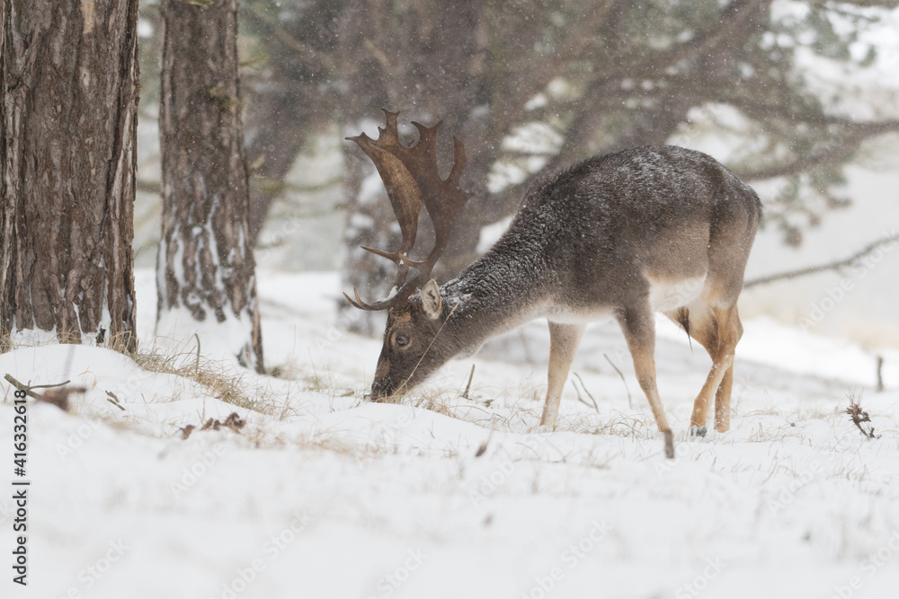 Fallow deer in the snowy world with freshly fallen snow. Photographed in the dunes of the Netherlands. Fallow deer in the snowy world with freshly fallen snow. Photographed in the dunes of the Netherlands.