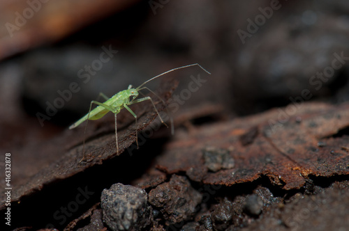 Bug on the forest floor. Cubo de La Galga. La Palma. Canary Islands. Spain. © Víctor