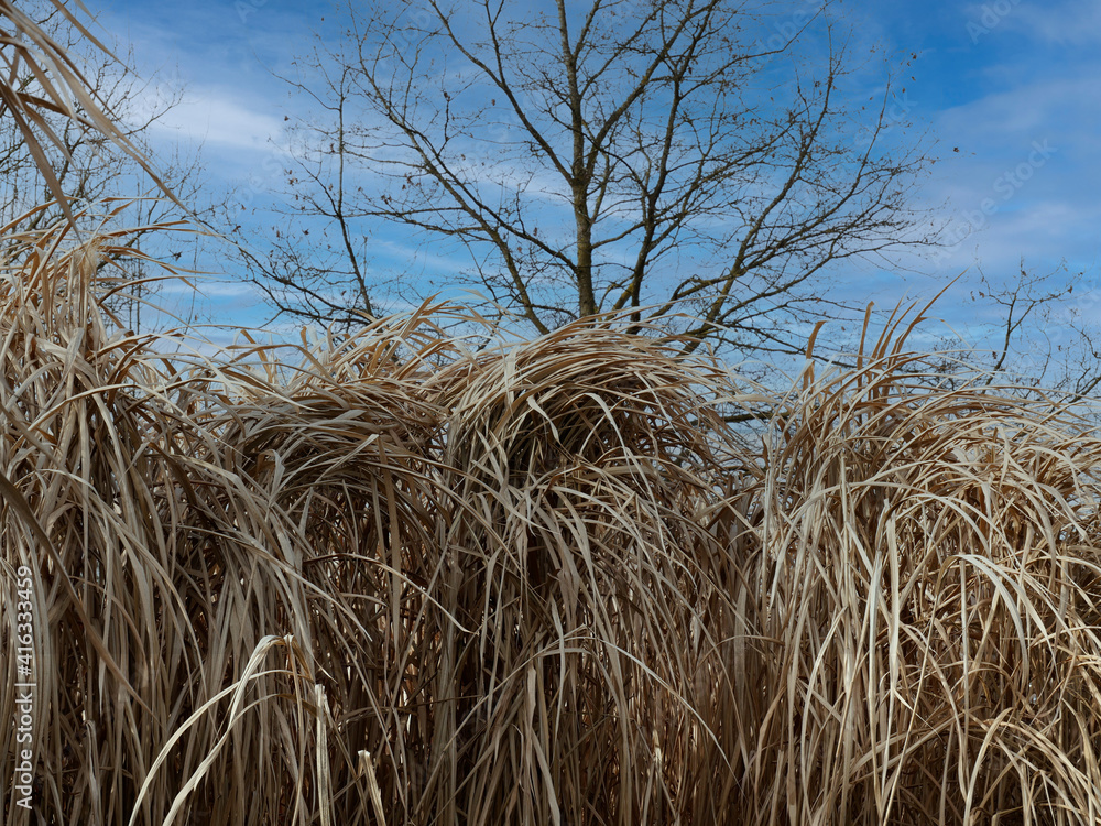 Fototapeta premium Trockenes Schilfgras vor blauem Himmel
