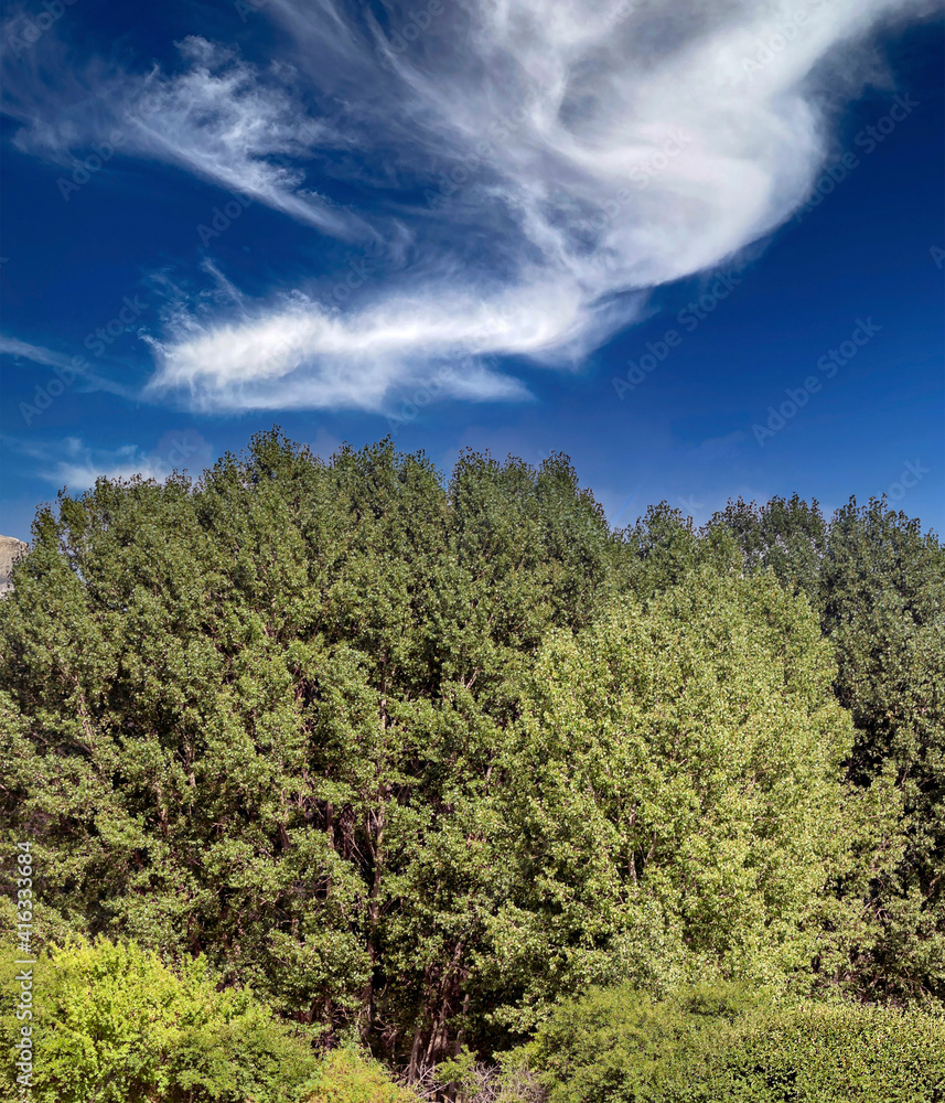 Obraz premium Hillside in the forest