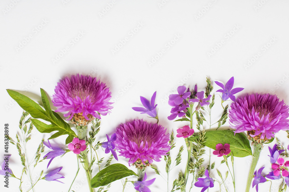 purple summer flowers on white background purple summer flowers on white background