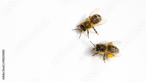Honigbienen