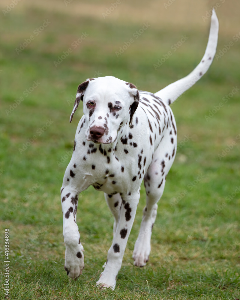 Dalmatian