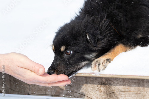 A black stray dog sniffs and licks a man's hand. The mongrel stands in the snow in winter. A pet with brown eyes. The animal communicates with the person. Contact with a dog.