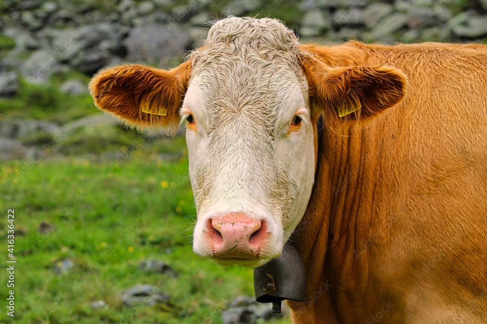 Portrait of an grazing cow in the alps