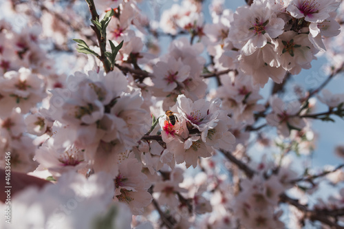beautiful almond blossoms in a sunny day.