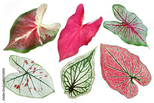 Set of Tropical Caladium Leaves Isolated on White Background with Clipping Path photo