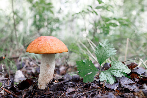mushroom with an orange cap on the background of a summer green forest in the grass