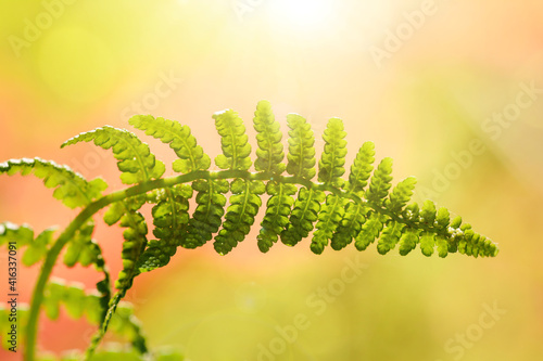 Macro of a singe green fern leaf against sunlight. Warm orange and yellow sunshine in the background