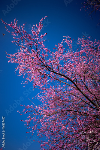 An almond tree branch during the springtime. Beauty in nature.