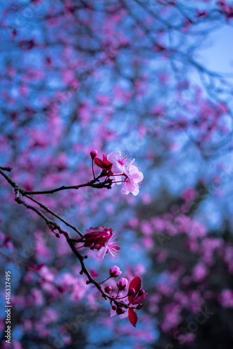 An almond tree flowers during the springtime. Beauty in nature.
