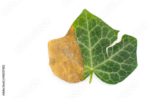 Slika na platnu Ivy autumn half dried leaf macro shot isolated on white background