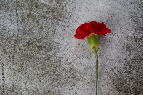 Beaytiful carnation flower on grey background. Top view