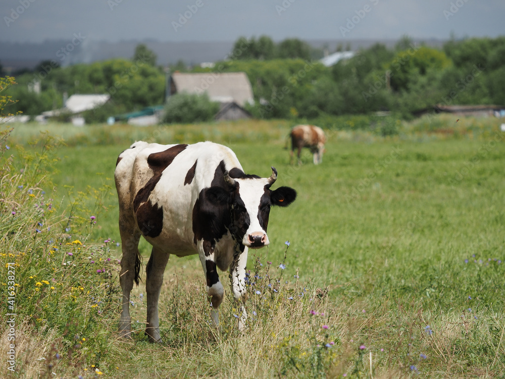 cows in the field